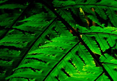 Yeşil yaprak koyu arka plan üzerine güneş ışığı ile. Doğa arka plan. Makro fern yaprak dokusu vurdu. Fern yaprak ormanın içinde. Güneş sabah Fern yaprak parlıyor. Çevre doğa kavramı. Ekoloji.