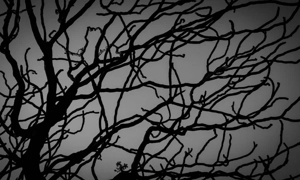 Martwe drzewa i gałęzi na białym tle. Oddziałów czarny tle drzewa. Natura tekstura tło. Drzewo gałąź do graficznego projektowania i dekoracji. Sztuka na scenie czarno-białe. — Zdjęcie stockowe