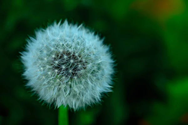 Mniszek kwiat na zielonym tle bokeh — Zdjęcie stockowe