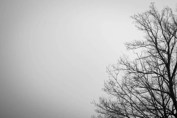 怖いまたは死のための暗いドラマチックな空の背景にシルエットデッドツリー。ハロウィンの夜。絶望的な、絶望、悲しいと嘆く概念。怖い森。ハロウィンの日の背景に劇的なホラーナイト. — ストック写真