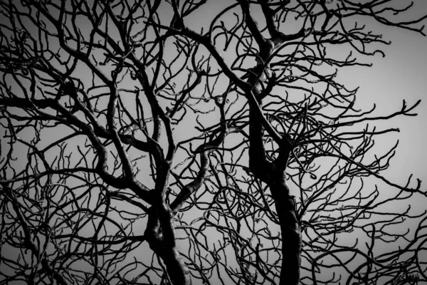 Silhouette arbre mort sur fond de ciel sombre dramatique pour effrayer ou la mort. La nuit d'Halloween. Désespoir, désespoir, concept triste et lamentable. Une forêt effrayante. Dramatique nuit d'horreur sur fond de jour d'Halloween . — Photo