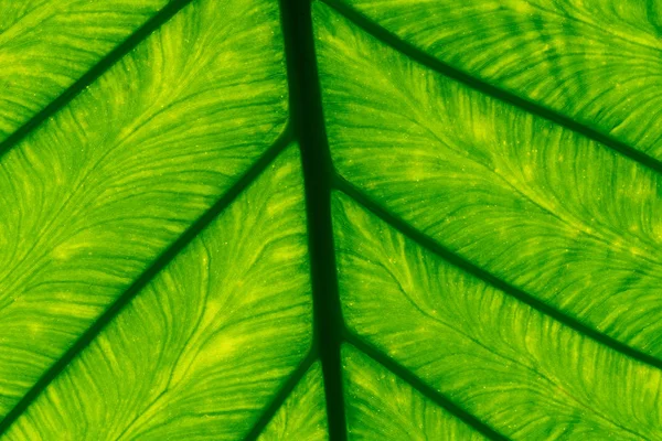 Macro shot detalle de fondo de textura de hoja verde. Línea de patrón de hoja verde fresca. Textura verde abstracta. Antecedentes del concepto orgánico. Patrón natural de las hojas. Fotosíntesis y clorofila . —  Fotos de Stock