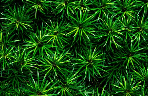 Közelkép a zöld levelek háttér textúra. Gyönyörű a minta, a dzsungel-bio koncepció a zöld levelek. Természetes növényi trópusi kertben. Természet háttér. Kis zöld levél bush háttérben. — Stock Fotó