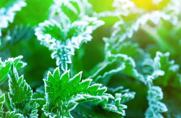 Gefrostete grüne Blätter am Morgen mit Sonnenlicht. schöner Frost auf grünen Blättern im Garten. Natur-Hintergrund. Kaltes und ruhiges Konzept. Frostwetter. Frische Umgebung. mattierte Blattrand Textur. — Stockfoto