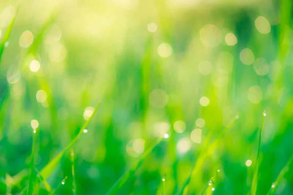 Champ d'herbe verte fraîche floue tôt le matin avec rosée du matin. Goutte d'eau sur le bout des feuilles d'herbe dans le jardin. Herbe verte avec fond bokeh au printemps. Fond naturel. Environnement propre . — Photo