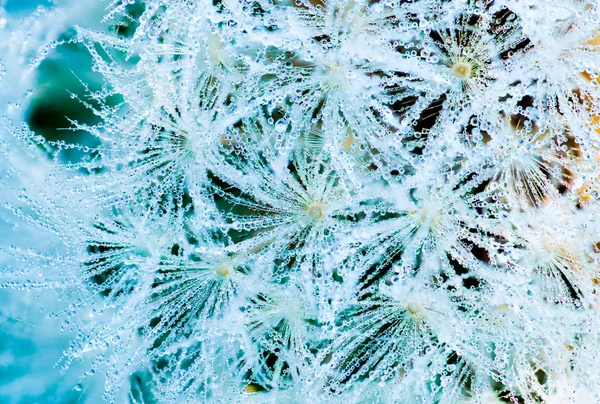 春の朝、タンポポに露が落ちる。白い花に美しい水が落ちる。オーガニックガーデンのタンポポに露滴のマクロショットの詳細。自然の抽象的背景. — ストック写真