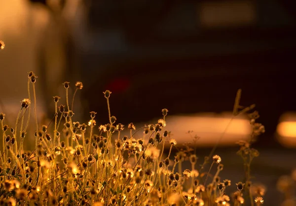 Grass flower beside the road with golden sunlight. Background for hope and encouragement. Grass flower and blurred car. Start day with good attitude concept. Value of life concept. Nature background.