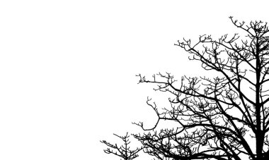 Ölü ağaçlar ve beyaz arka plan üzerinde izole şube. Ağaç zemin siyah dalları. Doğa doku arka plan. Ağaç dalı grafik tasarım ve dekorasyon için. Sanat siyah beyaz sahne. 