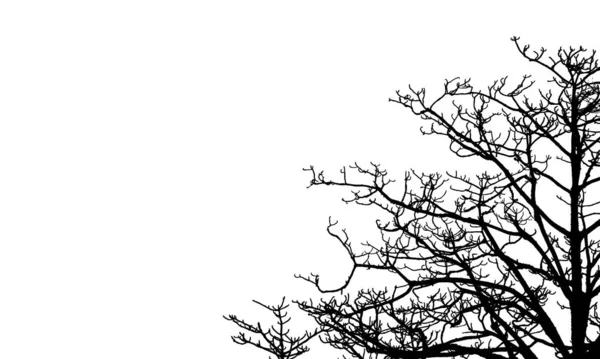 Dode boom en tak geïsoleerd op een witte achtergrond. Zwarte takken van de boom achtergrond. Natuur textuur achtergrond. De vertakking van de beslissingsstructuur voor grafisch ontwerp en decoratie. Kunst op zwart-witprinter scène. — Stockfoto