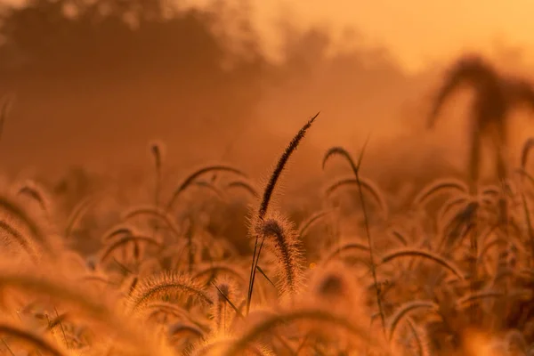 Fleur d'herbe le matin au lever du soleil avec soleil doré. Champ de fleurs en milieu rural. Fond de prairie orange. Herbe des prés sauvages fleurs avec la lumière du soleil du matin. Commencer une nouvelle journée ou un nouveau concept de vie . — Photo