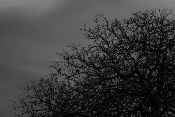 Árvore sem folhas. Silhueta árvore morta no escuro céu dramático e nuvens de fundo para assustador ou morte. Dia de Halloween fundo. Conceito sem esperança, desespero e triste. Solitário e depressão fundo . — Fotografia de Stock