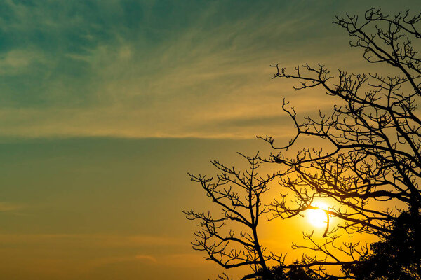 Silhouette dead tree on beautiful sunset or sunrise on golden sky. Background for peaceful and tranquil concept. Light for hope and spiritual. Awakening and inspiration concept. Soul and respect.
