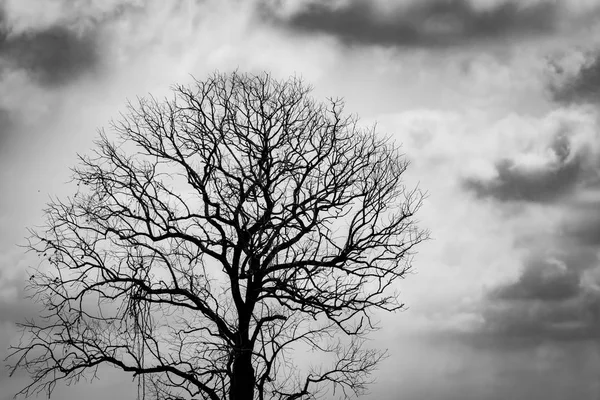 Silhouet bladloos boom. Silhouet dode boom op donkere dramatische hemel en wolken achtergrond voor eng of dood. Halloween dag achtergrond. Hopeloos, wanhoop en betreuren concept. Triest en depressief gevoel. — Stockfoto