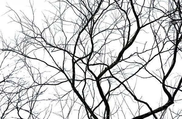 Sziluettjét halott fa és elszigetelt fehér background ág. Fekete hátteret fa ágai. Természet textúra a háttér. Fa ága a grafikai tervezés és a dekoráció. Művészet a fekete-fehér jelenet. — Stock Fotó