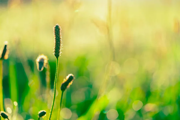 Flor de hierba verde en la mañana temprano en el jardín con sol. Campo de hierba verde con fondo bokeh en temporada de primavera. Fondo de la naturaleza. Medio ambiente limpio. Aire fresco. Concepto suave y suave . —  Fotos de Stock