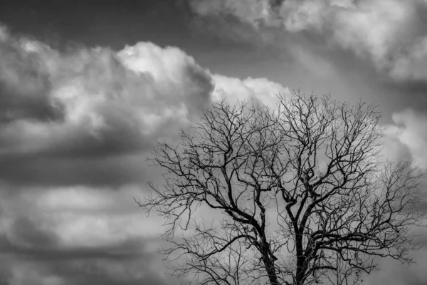 暗い劇的な空と怖いまたは死のための白い雲の背景にシルエットの死の木。ハロウィンの夜絶望的、絶望、悲しみと悲しみの概念。森の中の葉のない木。ハロウィーンの日の背景. — ストック写真