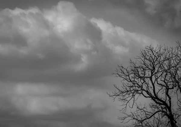 Silhouette toter Baum auf dunkelgrauem Himmel und weißen Wolken Hintergrund für Angst, Tod und Frieden Konzept. Hintergrund des Halloween-Tages. Kunst und Dramatik in Schwarz und Weiß. Verzweiflung und hoffnungsloses Konzept. — Stockfoto