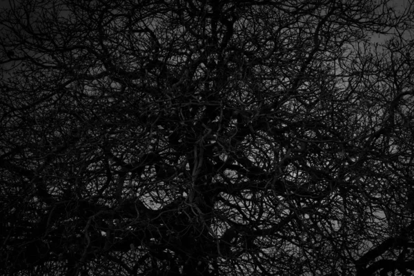Мертвое дерево и ветка на белом фоне. Черные ветви дерева. Неорганизованные ветви деревьев. Запутанная концепция жизни. Безумный шаблон. Переплетенная ветка. Сложное и сложное дерево. Отделение Месси — стоковое фото