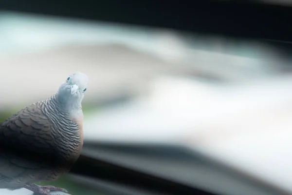 Şüpheli kuş. Kahverengi ve gri tüylü sevimli kuş. Şehirde yaşayan kuş. Binanın balkon kenarında kuş ve boyun eğmek. Şüphe kavramı. Sevimli hayvanlar. — Stok fotoğraf