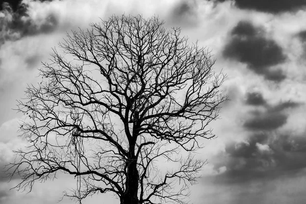 Silhouet dode boom op Dark Grey Sky en witte wolken achtergrond voor eng, dood, en vrede concept. Halloween dag achtergrond. Kunst en dramatische op zwart-wit. Wanhoop en hopeloos concept. — Stockfoto