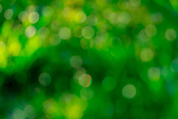 Campo de grama verde fresco borrado no início da manhã. Grama verde com fundo bokeh na primavera. Fundo da natureza. Ambiente limpo. Bokeh verde fundo abstrato com luz solar . — Fotografia de Stock