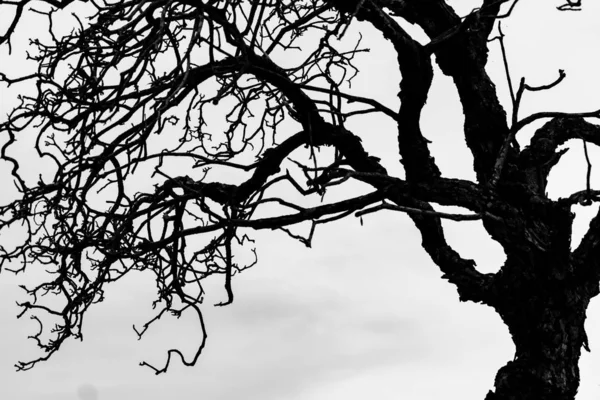 Silueta árbol muerto y rama aislada sobre fondo blanco. Ramas negras de fondo de árbol. Fondo de textura natural. Rama de árbol para diseño gráfico y decoración. Arte en escena en blanco y negro . —  Fotos de Stock