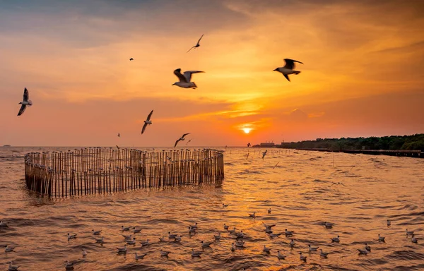 Beau ciel couchant et nuages sur la mer. Oiseau volant près de l'abondance forêt de mangroves. Écosystème de mangroves. Bon environnement. Paysage du bord de mer ou de la côte. Coucher de soleil panoramique en Thaïlande . — Photo
