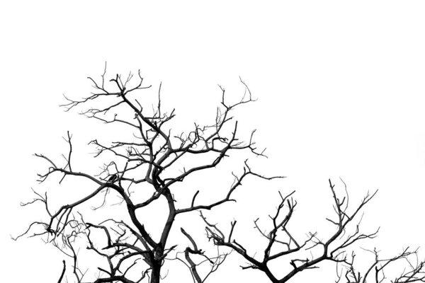Silhouette dead tree and branch isolated on white background. Black branches of tree backdrop. Nature texture background. Tree branch for graphic design and decoration. Art on black and white scene. 