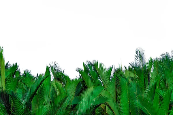 Nypa fruticans Wurmb (Nypa, palmier Atap, palmier Nipa, palmier Mangrove). Feuilles vertes de palmier isolées sur fond blanc. Feuille verte pour la décoration de produits biologiques. Plante tropicale. Feuille exotique verte . — Photo