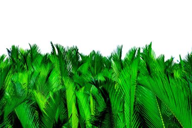 Bir Fruticans Wurmb (v, atap palmiye, Nipa palmiye, Mangrove palmiye). Beyaz arka planda izole palmiye yeşil yaprakları. Organik ürünlerde dekorasyon için yeşil yaprak. Tropikal bitki. Yeşil egzotik yaprak.