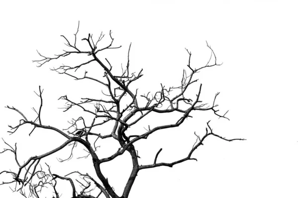 Silueta árbol muerto y rama aislada sobre fondo blanco. Ramas negras de fondo de árbol. Fondo de textura natural. Rama de árbol para diseño gráfico y decoración. Arte en escena en blanco y negro . —  Fotos de Stock