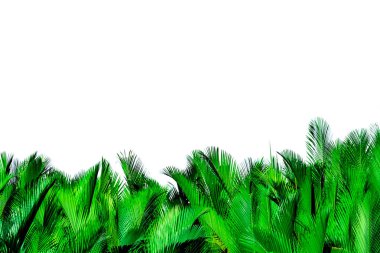 Beyaz arka planda izole palmiye yeşil yaprakları. Nypa fruticans Wurmb (Nypa, Atap palmiye, Nipa palmiye, Mangrov palmiye). Organik ürünlerde dekorasyon için yeşil yaprak. Tropikal bitki. Yeşil egzotik yaprak.
