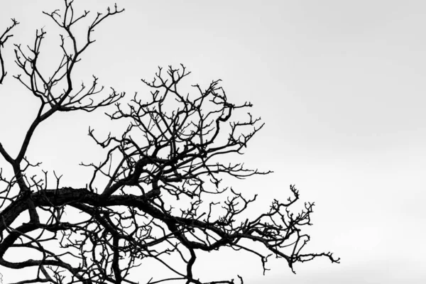 Silhouette död träd och gren isolerade på vit bakgrund. Bakgrund för döden, hopplös, förtvivlan, ledsen och beklaga koncept. Halloween kväll. Dramatisk skräck kväll på Halloween dag. Sorg abstrakt. — Stockfoto