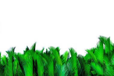 Beyaz arka planda izole palmiye yeşil yaprakları. Nypa fruticans Wurmb (Nypa, Atap palmiye, Nipa palmiye, Mangrov palmiye). Organik ürünlerde dekorasyon için yeşil yaprak. Tropikal bitki. Yeşil egzotik yaprak.