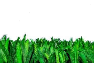 Beyaz arka planda izole palmiye yeşil yaprakları. Nypa fruticans Wurmb (Nypa, Atap palmiye, Nipa palmiye, Mangrov palmiye). Organik ürünlerde dekorasyon için yeşil yaprak. Tropikal bitki. Yeşil egzotik yaprak.