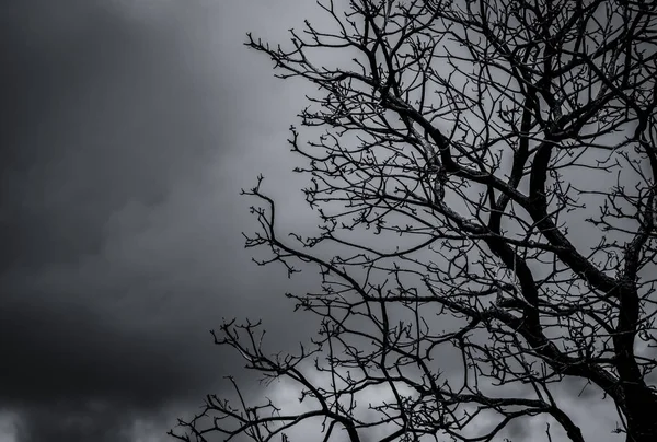 灰色の空の背景にシルエットの死んだ木と枝。木の黒い枝自然テクスチャの背景。悲しい、死んだ、孤独、絶望、絶望のための芸術の背景。ハロウィーンの日の背景. — ストック写真