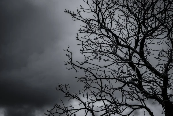 Silhueta árvore morta e galho no fundo do céu cinza. Ramos negros de árvore. Natureza textura fundo. Fundo de arte para triste, morto, solitário, sem esperança e desespero. Dia de Halloween fundo . — Fotografia de Stock