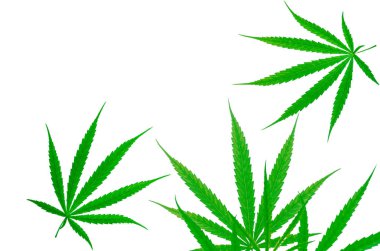Kenevir bitkisi. Esrar sativa (Kenevir) Cbd vardır. Kenevir çiftliği. Tıbbi veya eğlence amaçlı kenevir yetiştiriciliği. Bitkisel bitki. Narkotik ilaçlar. 