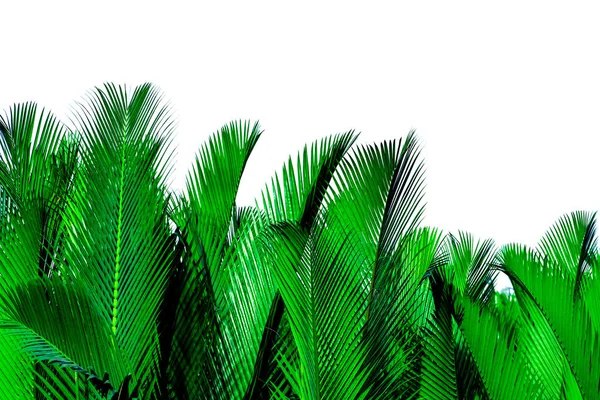 Hojas verdes de palma aisladas sobre fondo blanco. Nypa fruticans Wurmb (Nypa, Atap palm, Nipa palm, Mangrove palm). Hoja verde para decoración en productos ecológicos. Planta tropical. Hoja exótica verde . —  Fotos de Stock