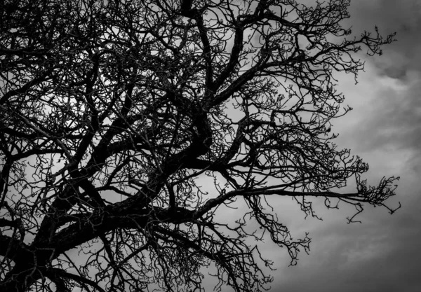 Silhueta árvore morta e galho no fundo do céu cinza. Ramos negros de árvore. Natureza textura fundo. Fundo de arte para triste, morto, solitário, sem esperança e desespero. Dia de Halloween fundo . — Fotografia de Stock