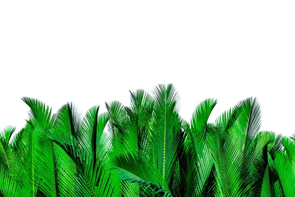 Hojas verdes de palma aisladas sobre fondo blanco. Nypa fruticans Wurmb (Nypa, Atap palm, Nipa palm, Mangrove palm). Hoja verde para decoración en productos ecológicos. Planta tropical. Hoja exótica verde . —  Fotos de Stock