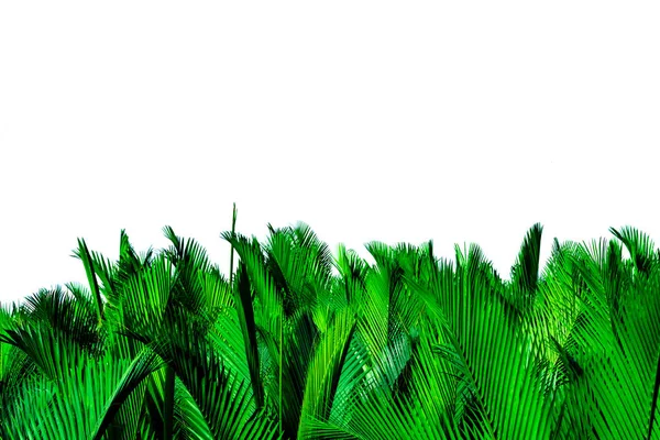 Foglie verdi di palma isolate su fondo bianco. Nypa fruticans Wurmb (Nypa, Atap palm, Nipa palm, Mangrove palm). Foglia verde per la decorazione in prodotti biologici. Pianta tropicale. Foglia verde esotica . — Foto Stock