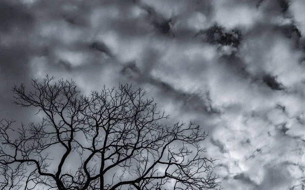 Silhouet dode boom en tak op grijze hemel achtergrond. Zwarte takken van de boom. Natuur textuur achtergrond. Kunst achtergrond voor verdrietig, dood, eenzaam, hopeloos en wanhoop. Halloween dag achtergrond. — Stockfoto