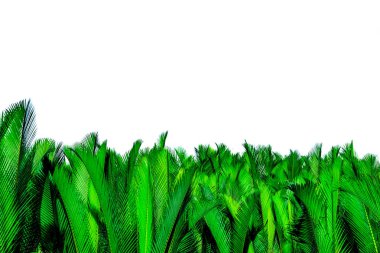 Beyaz arka planda izole palmiye yeşil yaprakları. Nypa fruticans Wurmb (Nypa, Atap palmiye, Nipa palmiye, Mangrov palmiye). Organik ürünlerde dekorasyon için yeşil yaprak. Tropikal bitki. Yeşil egzotik yaprak.