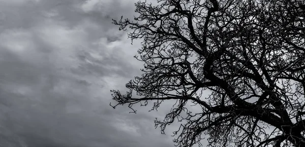 Sziluett halott fa és ág szürke ég háttérben. Fekete ágak fa. Természet textúra háttér. Art hátteret a szomorú, halott, magányos, reménytelen, és a kétségbeesés. Halloween nap háttér. — Stock Fotó