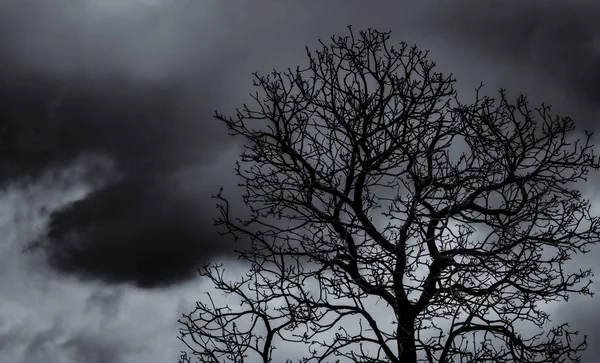 Silhouet dode boom en tak op grijze hemel achtergrond. Zwarte takken van de boom. Natuur textuur achtergrond. Kunst achtergrond voor verdrietig, dood, eenzaam, hopeloos en wanhoop. Halloween dag achtergrond. — Stockfoto