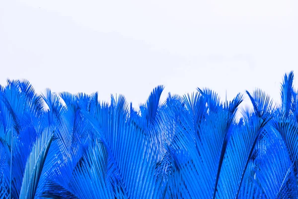Hojas azules de palma aisladas sobre fondo blanco. Nypa fruticans Wurmb (Nypa, Atap palm, Nipa palm, Mangrove palm). Hoja verde para decoración en productos ecológicos. Planta tropical. Hoja exótica azul . —  Fotos de Stock