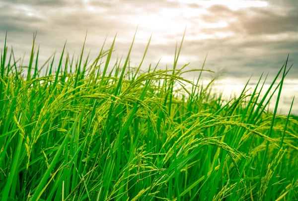 Une rizière verte. Plantation de riz. Riz biologique au jasmin en Asie. Agriculture rizicole. Belle nature de terres agricoles. De la nourriture asiatique. La rizière attend la récolte. Culture végétale . — Photo