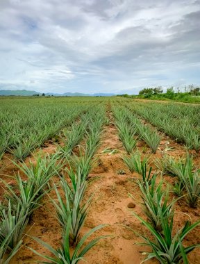 Ananas çiftliği. Manzara ananas çiftliği ve dağ. Pin ekimi. Organik çiftlikte ananas yetiştiriyor. Tarım endüstrisi. Yeşil ananas ağacı tarlada ve beyaz gökyüzü ve bulutlar.