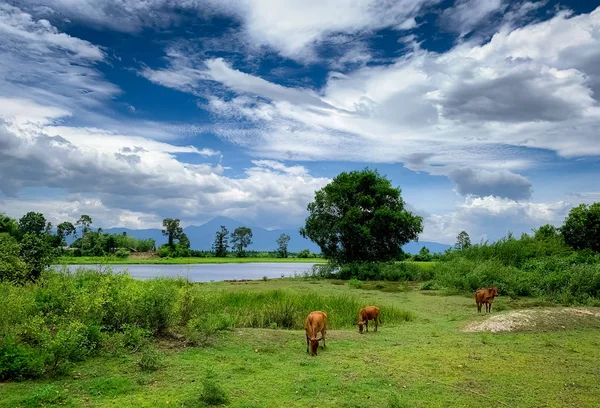 Troupeau de vaches broutant de l'herbe verte dans la prairie. Vache brune en pâturage. Élevage de bovins de boucherie. Du bétail. Ferme animale près de la rivière et de la montagne. Paysage de prairie à la campagne. Vache thaïlandaise . — Photo